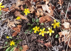 Ranunculus glaberrimus ellipticus