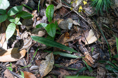 (c) Wang.QG, some rights reserved (CC BY) Tainia dunnii, photograph (c) Wang.QG, some rights reserved (CC BY)