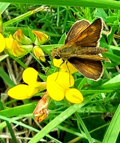 Lulworth Skipper