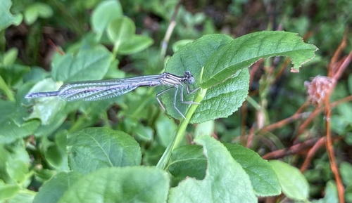 Blue Featherleg