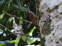 Lepidocolaptes fuscicapillus layardi