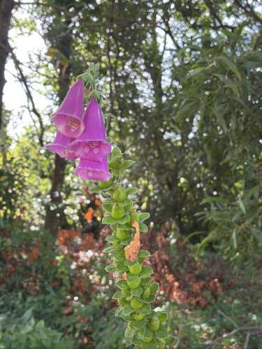 purple foxglove