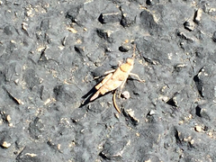 Cibolacris parviceps