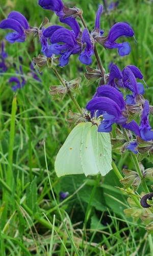 Common Brimstone