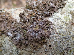 Melanohalea exasperata