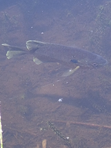 Bluegill