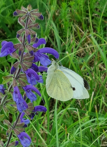 Large White