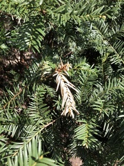 Pestalotiopsis funerea