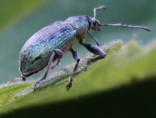 Nettle weevil