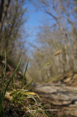 Carex michelii