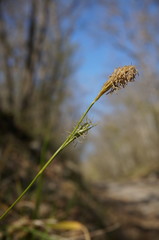 Carex michelii