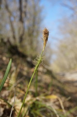 Carex michelii