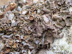 Melanohalea exasperata