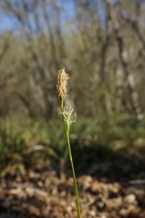 Carex michelii