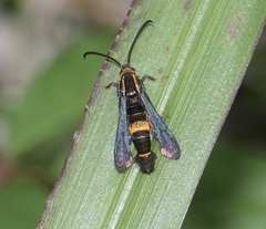Carmenta pyralidiformis