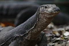 Varanus palawanensis