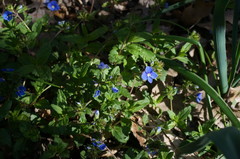 Veronica umbrosa