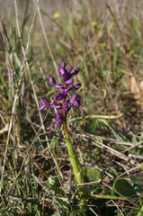 Anacamptis morio caucasica