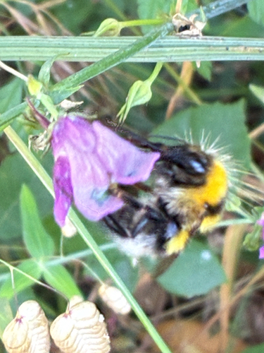 Large Garden Bumble Bee
