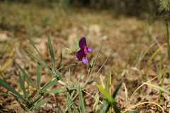Lathyrus digitatus