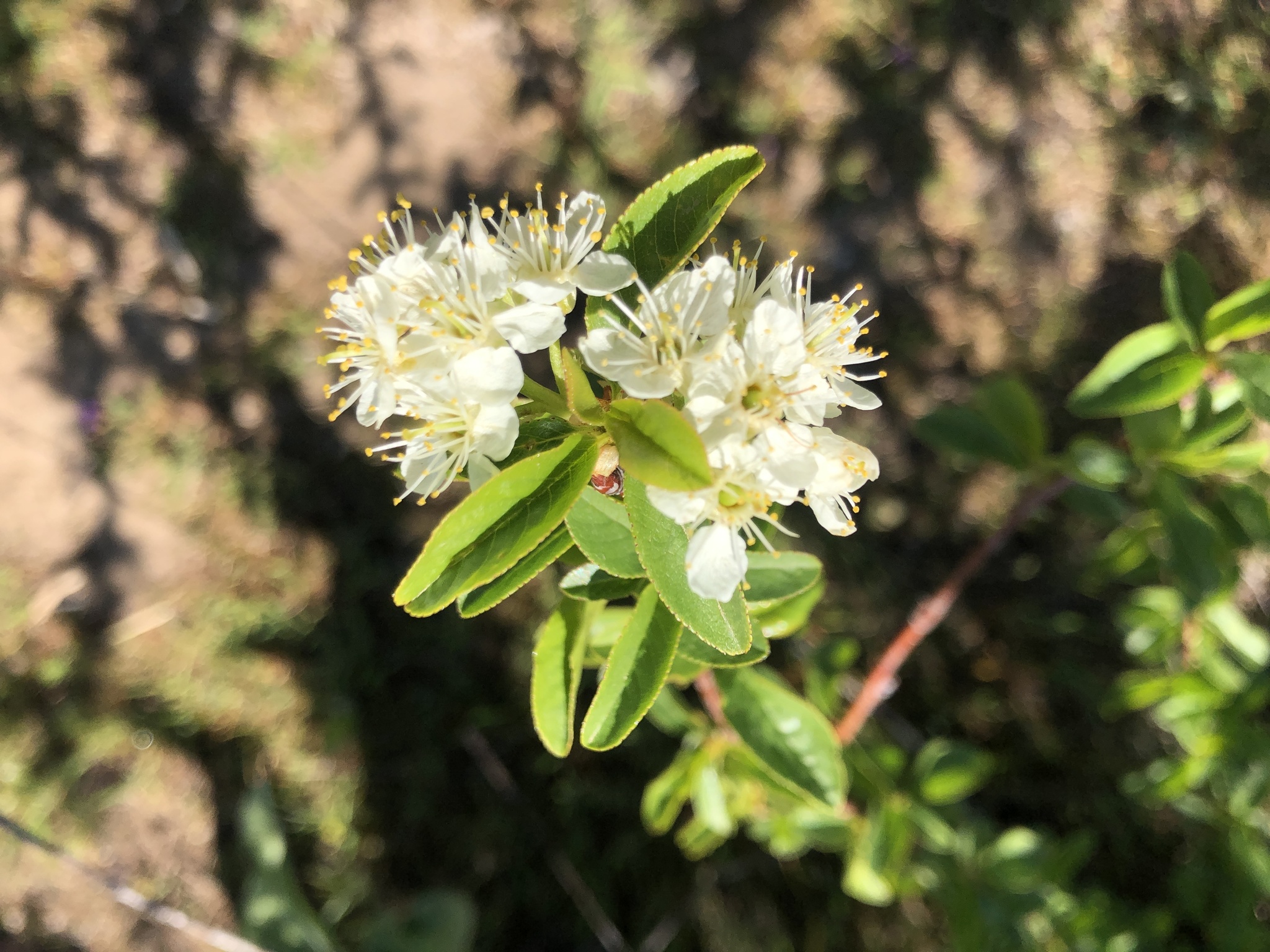 Prunus emarginata