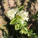 Prunus emarginata - Photo (c) Bob Hansen, algunos derechos reservados (CC BY-NC), uploaded by Bob Hansen