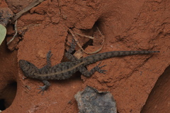 Cnemaspis mysoriensis