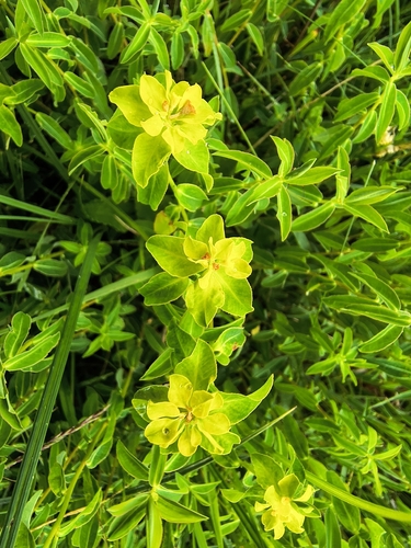 Euphorbia verrucosa, photograph 2