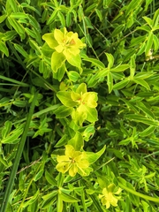 Euphorbia verrucosa, photograph author not stated, no rights reserved