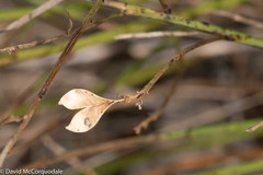 Genista tinctoria