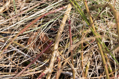 Genista tinctoria