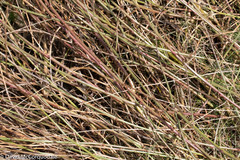 Genista tinctoria