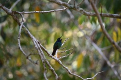 Colibri cyanotus