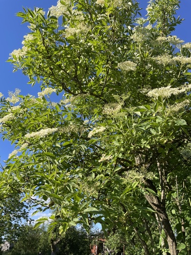 European black elderberry