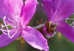 Rhododendron kiyosumense