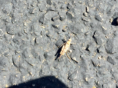 Cibolacris parviceps