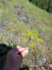 Lomatium californicum
