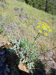 Lomatium californicum