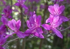 Rhododendron kiyosumense