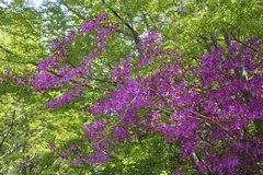 Rhododendron kiyosumense