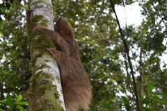 Choloepus didactylus