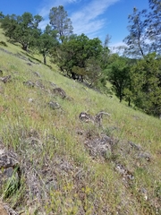 Lomatium californicum