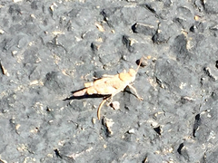 Cibolacris parviceps