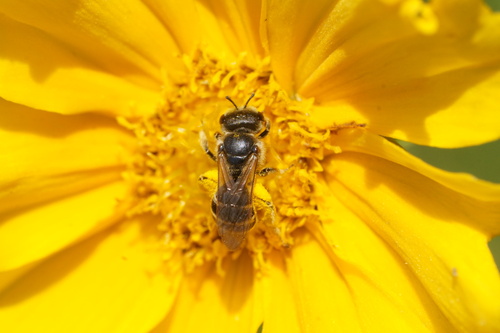 Ligated Furrow Bee