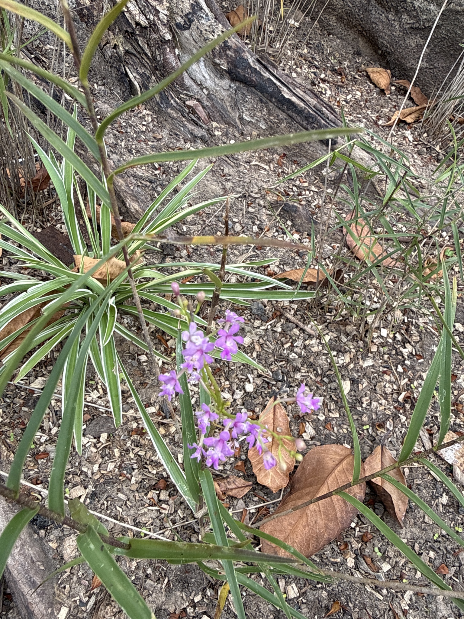 Epidendrum myrianthum Lindl.