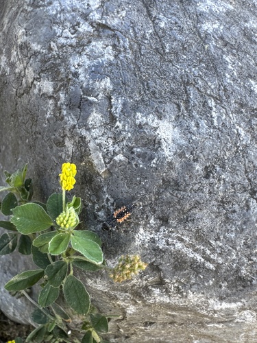 Asian Lady Beetle