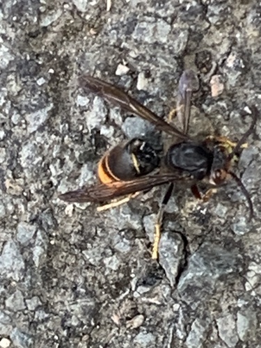 Yellow-legged Hornet