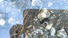 Salamandra salamandra