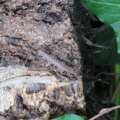 Polydesmus coriaceus