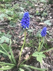 Muscari